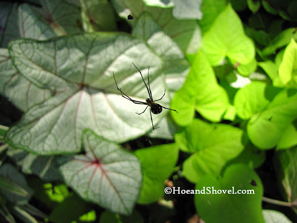 Hoe and Shovel: September 2010